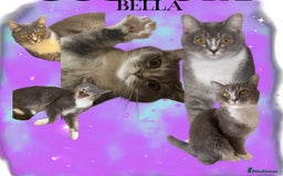 British Shorthair cats for sale: Two male kittens for sale - Advert 4