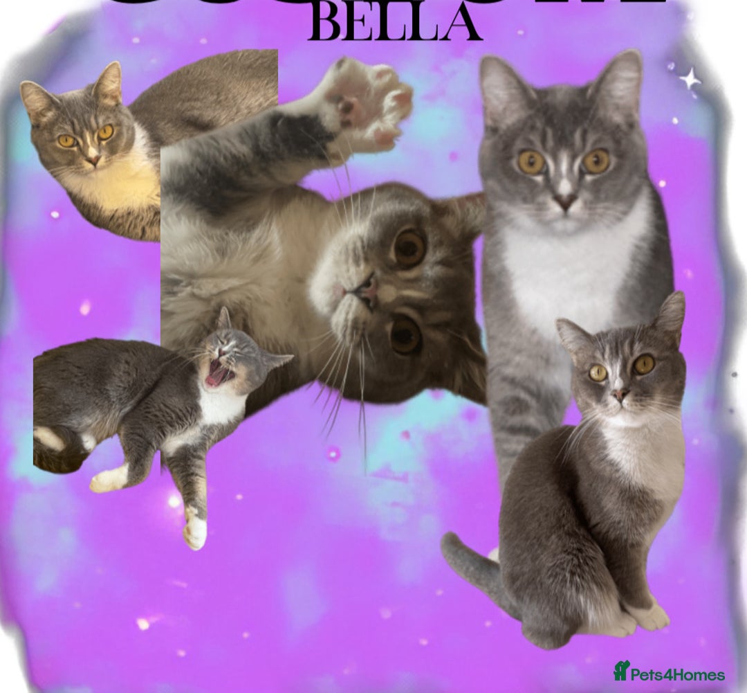 British Shorthair cats for sale: Two male kittens for sale - Advert 4