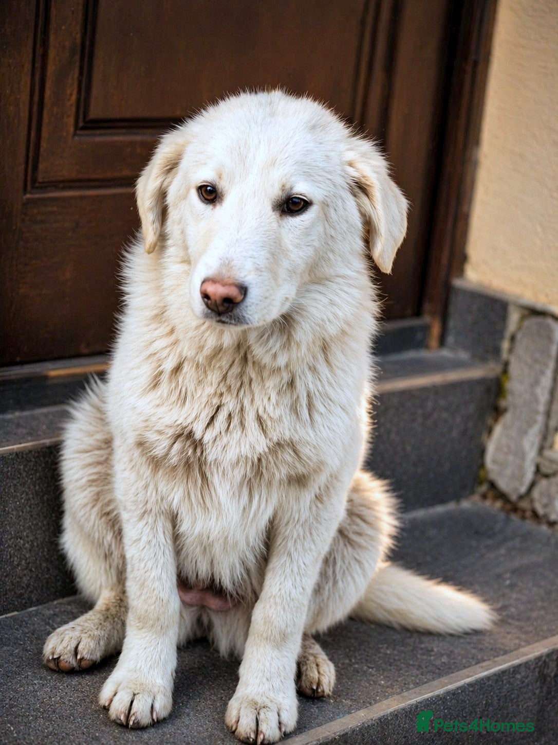 Mixed Breed dogs for adoption: 🐾 Meet SNOWY… a Lovely Girl for a Loving Home - Advert 1