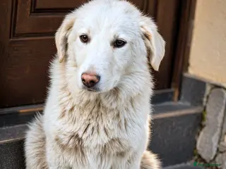Mixed Breed dogs 🐾 Meet SNOWY… a Lovely Girl for a Loving Home - Advert 11