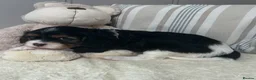 Cavalier King Charles Spaniel dogs for sale: Kc Reg’d, health tested female Cavalier pups - Advert 11