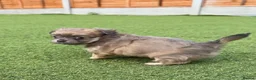 Chihuahua dogs for sale: 💕🐾 GORGEOUS LONG-HAIRED CHIHUAHUA GIRLS 🐾💕 - Advert 9