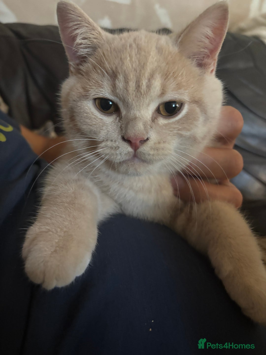 British Shorthair cats for sale: 🌟GCCF Reg’ British Shorthair - Ready now🌟 in Abergavenny - Image 13