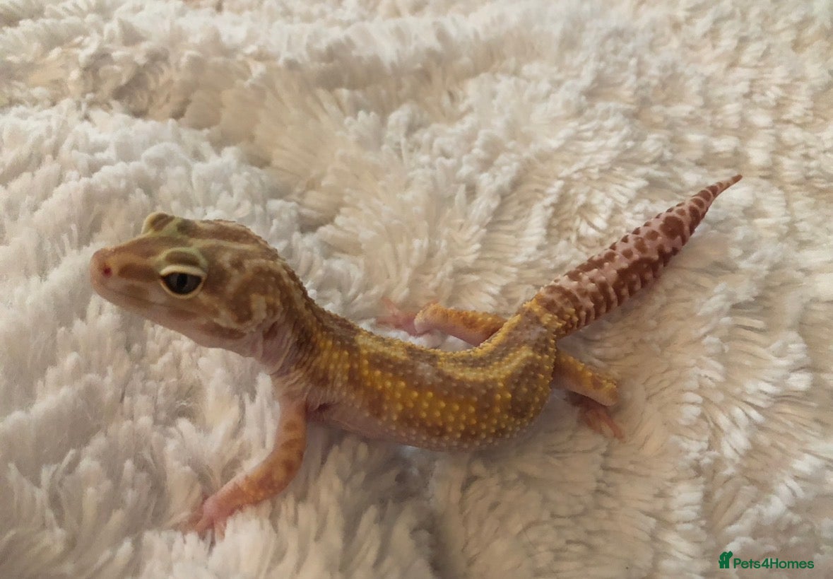 Leopard Gecko reptiles Male leopard gecko for sale  - Advert 2