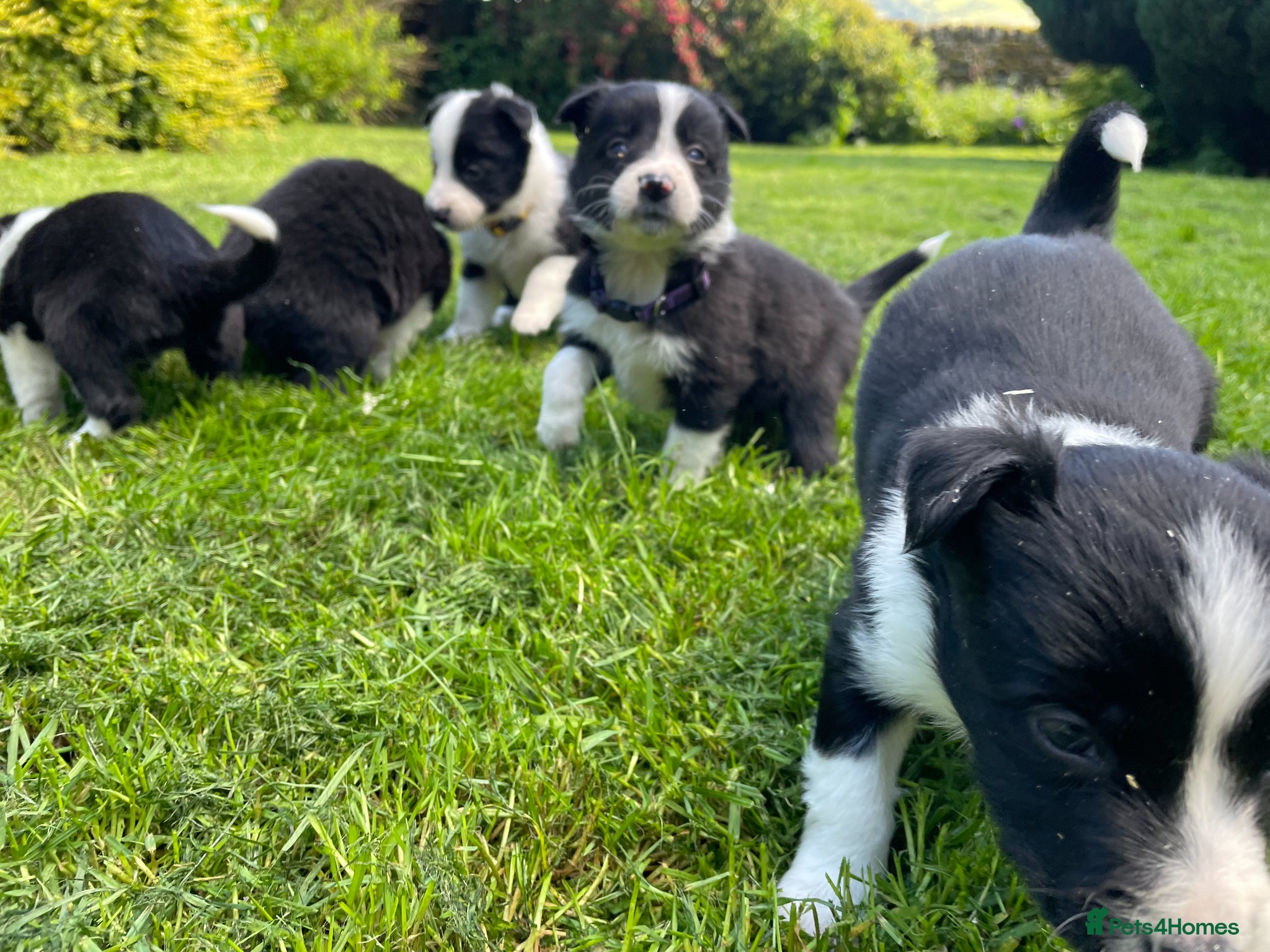 Border Collie dogs Beautiful Border Collie Puppies in Grassington - Advert 2