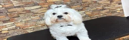 Bichon Frise dogs for sale: Beautiful Bichon frise  - Advert 9