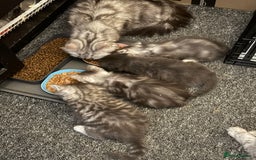 Persian cats for sale: Adorable fluffy Kittens ready for forever home - Image 4