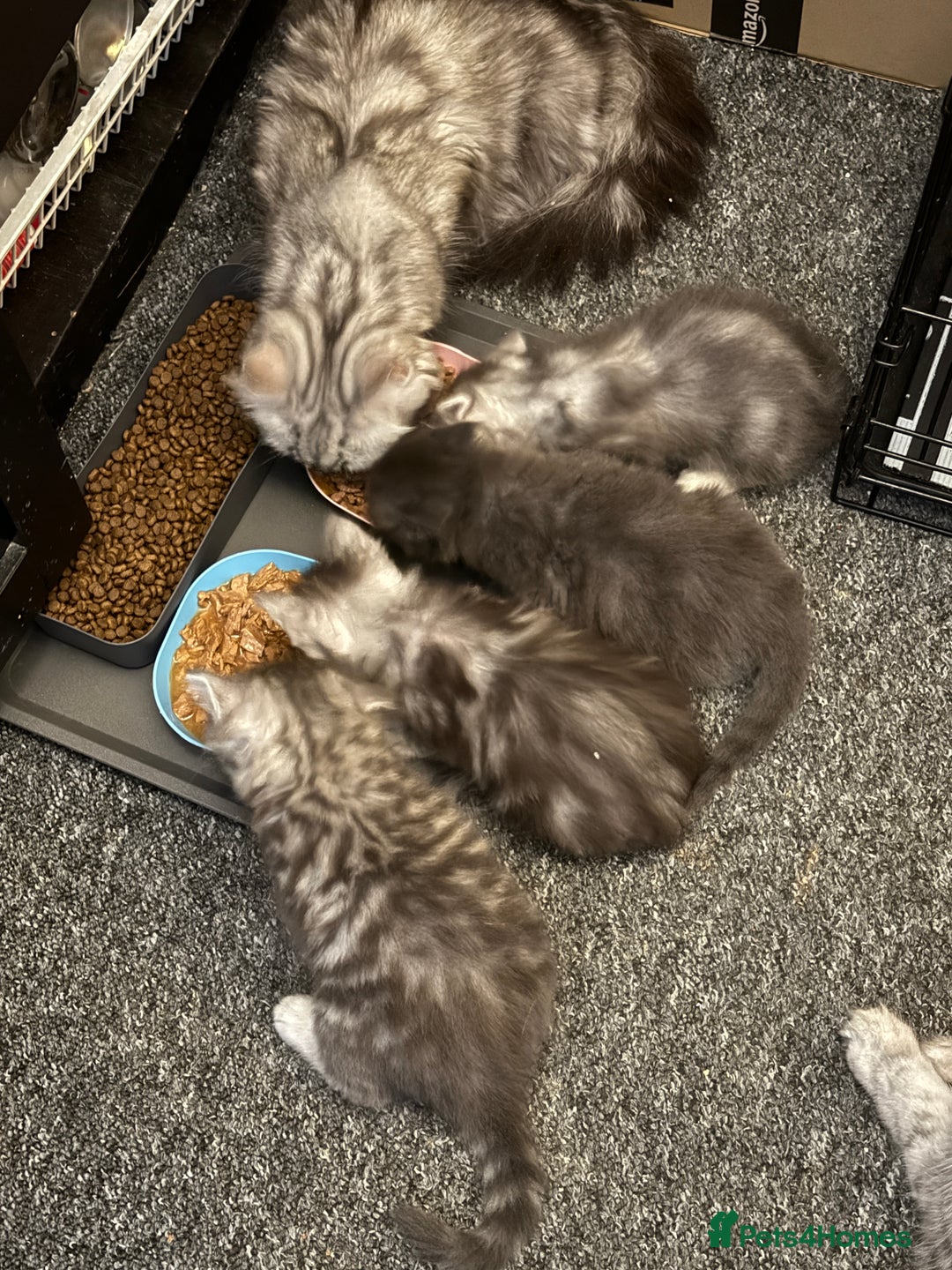 Persian cats for sale: Adorable fluffy Kittens ready for forever home - Image 4