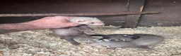 Ferret rodents for sale: 6 hob ferret kits for sale in Atherstone - Advert 5