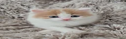 Mixed Breed cats for sale: Semi and long haired from Ragdoll mix Ginger White - Advert 14
