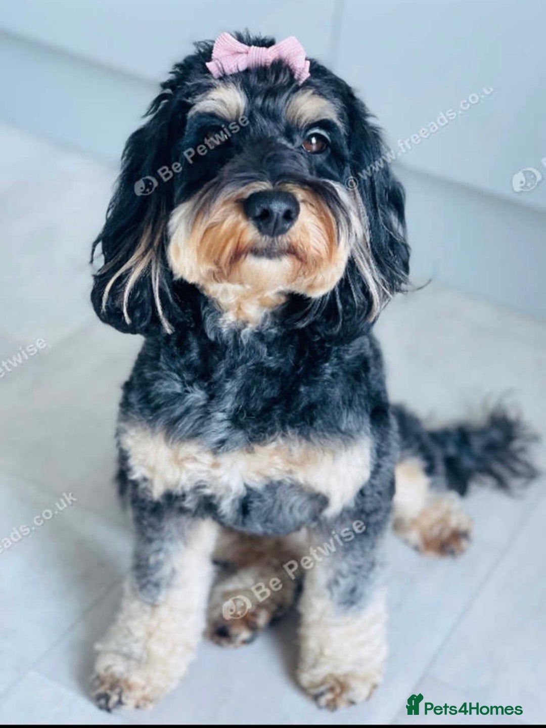 Cockapoo dogs for sale: Exceptional F2 cockapoo puppies available - Image 13