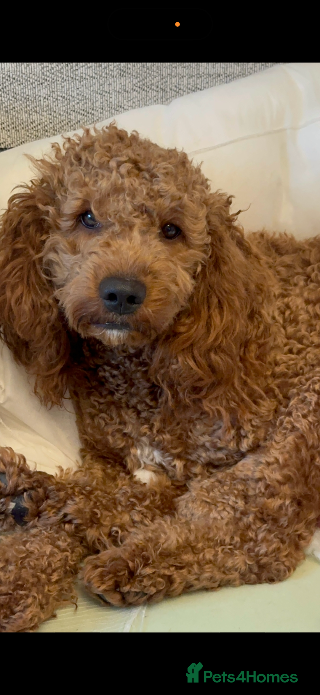 Cavapoo dogs for sale: Beautiful cavapoos - Advert 2