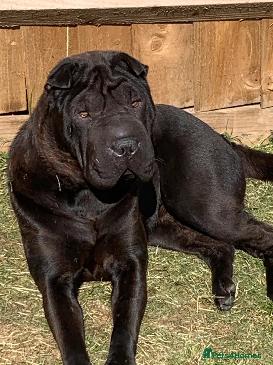 Shar Pei dogs for sale: Shar pei - Advert 2