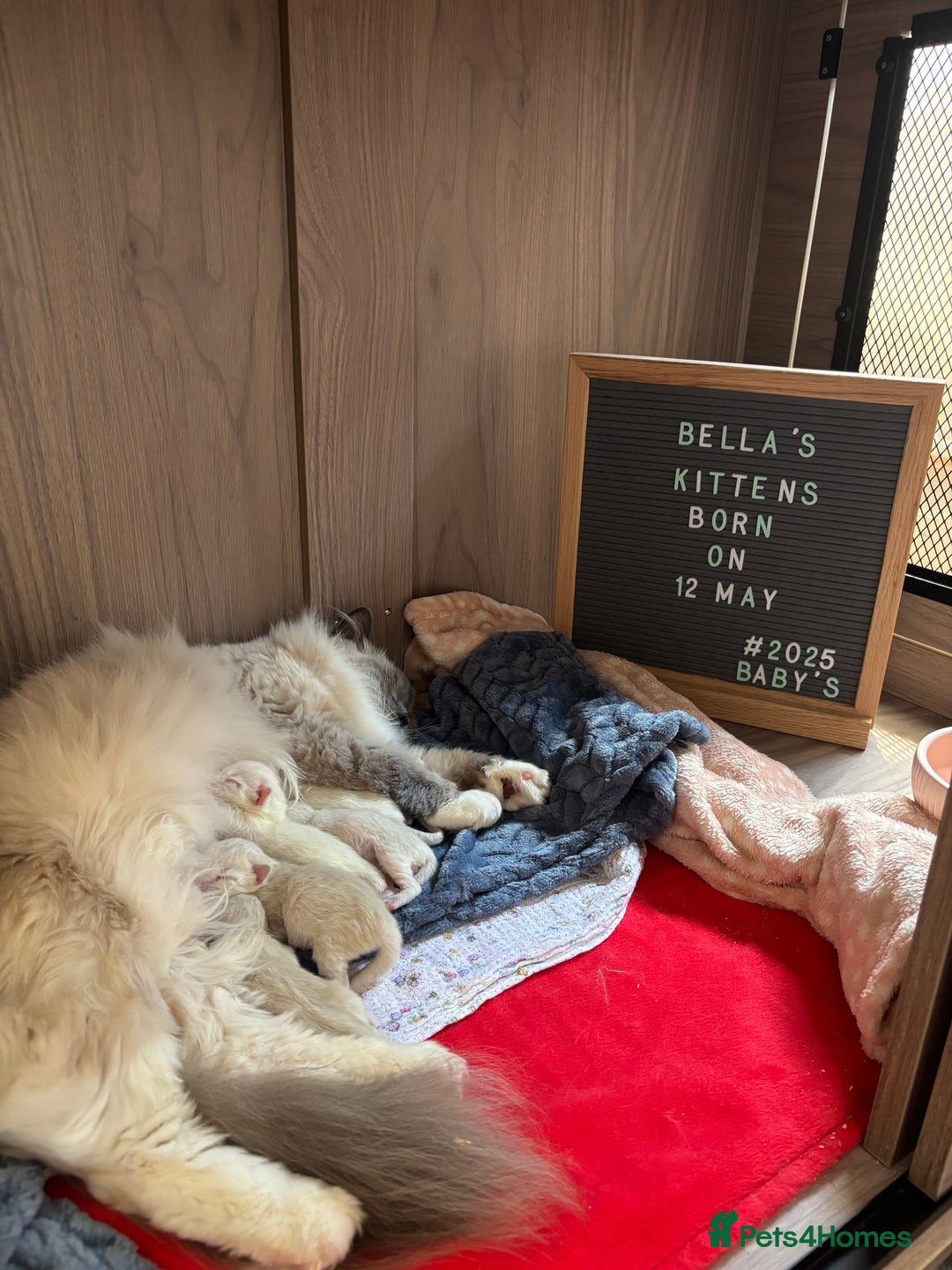 Ragdoll cats for sale: GCCF registered Kitten! 💙 Lilac  - Image 9