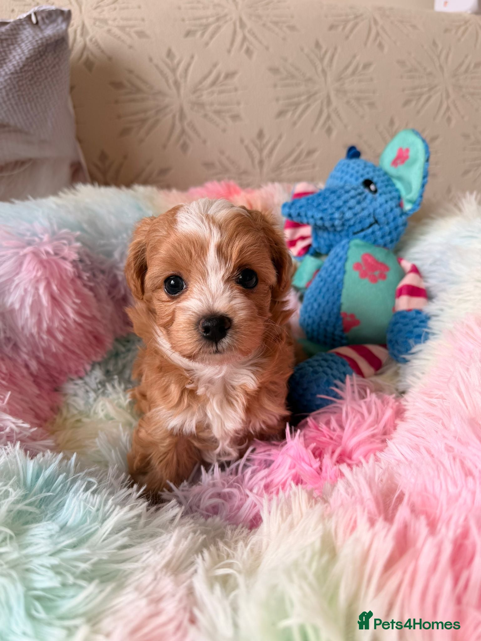 Maltipoo dogs for sale: Beautiful maltipoo puppies ready for loving homes! in London - Advert 11