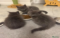 Maine Coon cats for sale: Beautiful Mainecoon kittens - Image 2