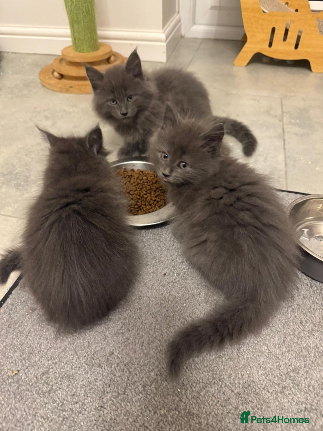Maine Coon cats for sale: Beautiful Mainecoon kittens - Image 2