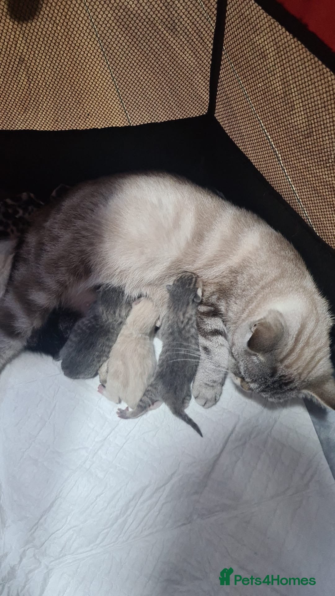 British Shorthair cats for stud: Lilac bsh stud duties - Advert 9