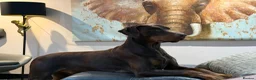 Dobermann dogs for stud: Champion bloodline Doberman for stud  - Advert 13
