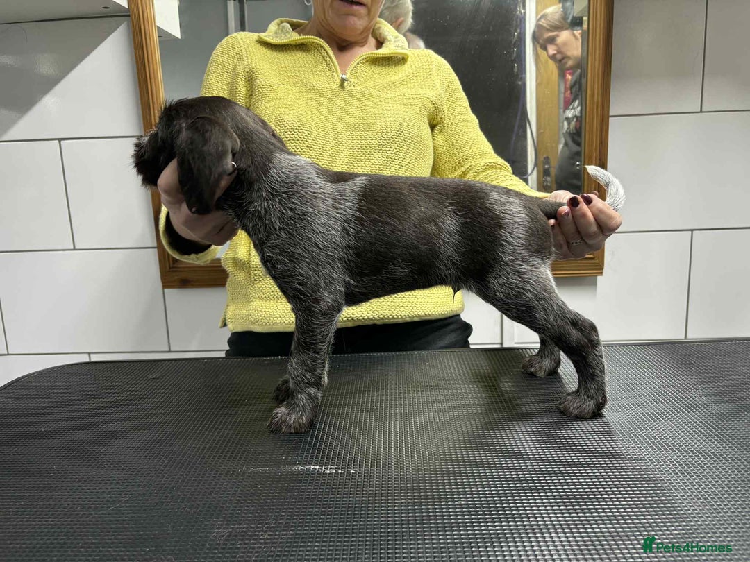 German Wirehaired Pointer dogs for sale: Stunning litter of German Wirehaired Pointers  - Advert 4