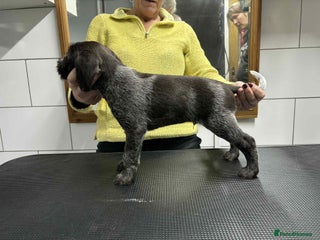 German Wirehaired Pointer dogs Stunning litter of German Wirehaired Pointers - Advert 2