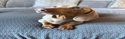 Miniature Dachshund dogs for stud: KC Registered Isabella Tan Stud  - Advert 2