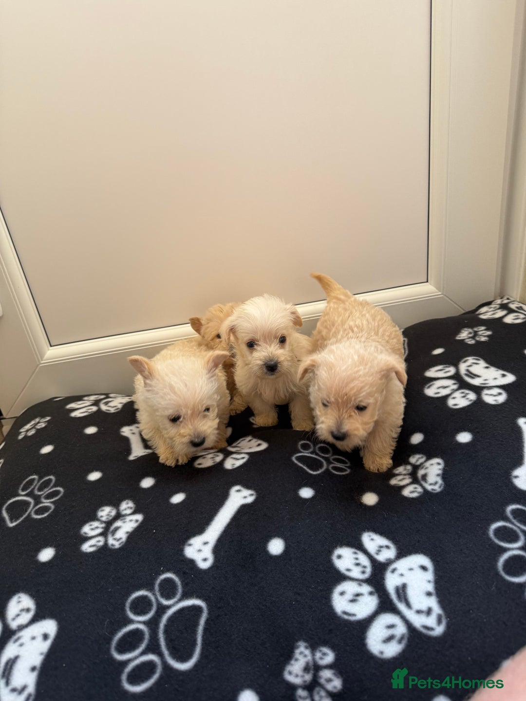 West Highland Terrier dogs for sale: DNA health tested Westie-poos  - Image 10