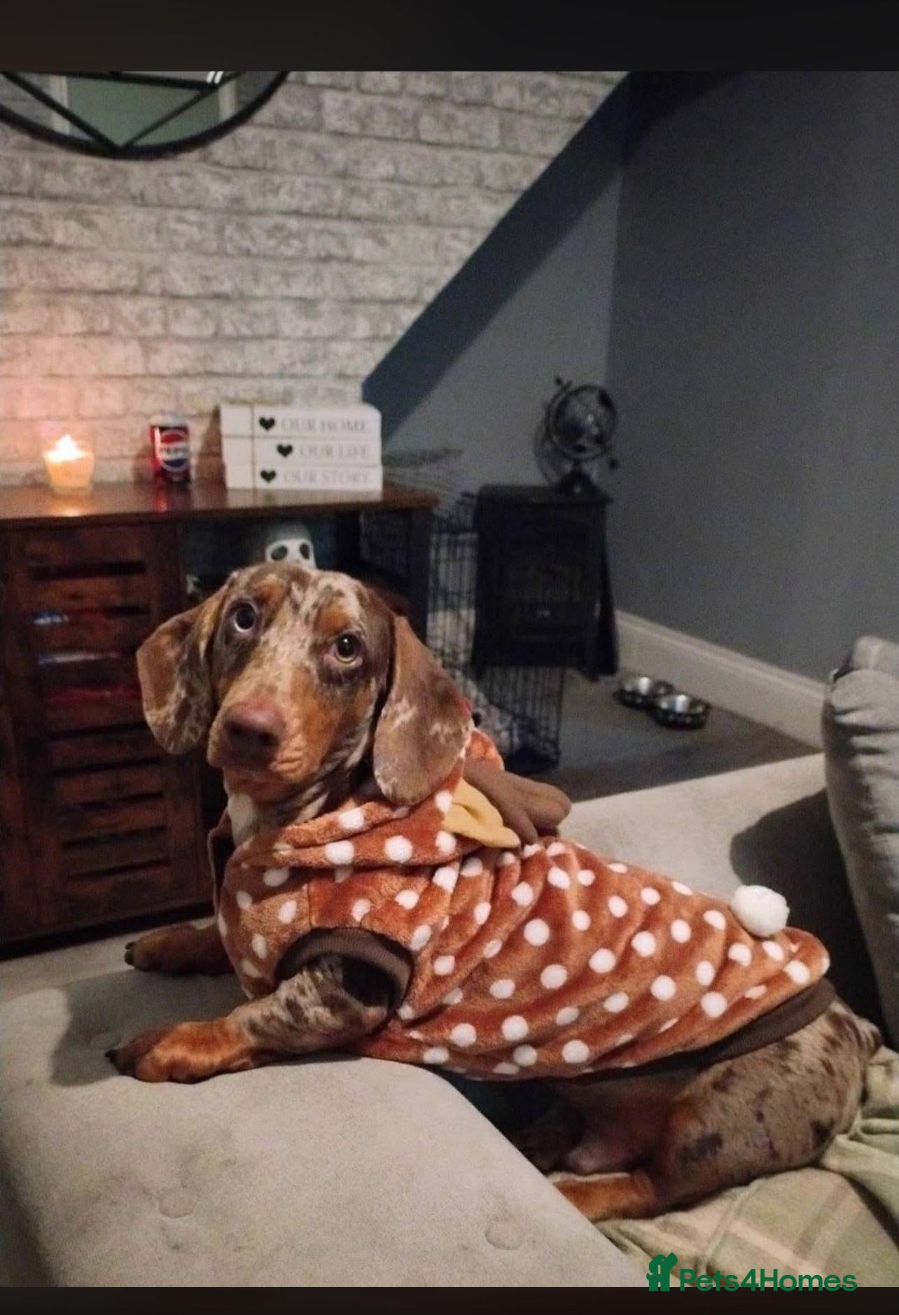 Dachshund dogs VINNY FOR STUD - Advert 5