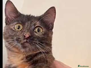 Mixed Breed cats Female tortoiseshell - Advert 15
