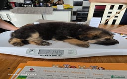 German Shepherd dogs for sale: German Shepard KC Reg Puppies in Scunthorpe - Image 37