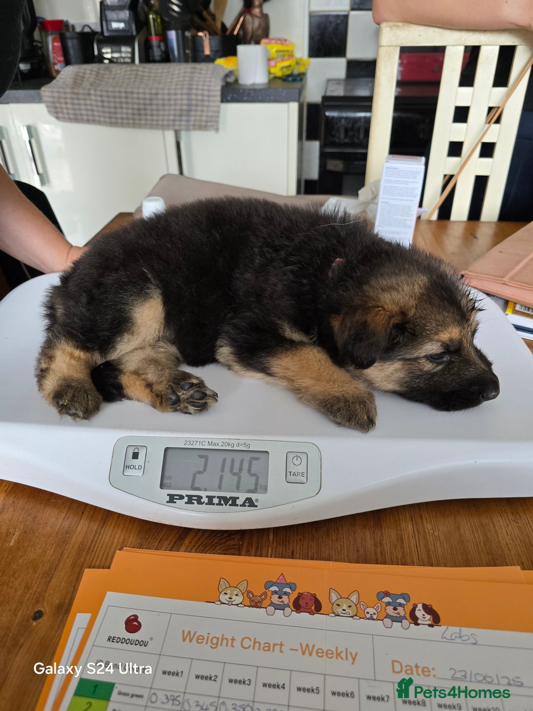 German Shepherd dogs for sale: German Shepard KC Reg Puppies in Scunthorpe - Image 37
