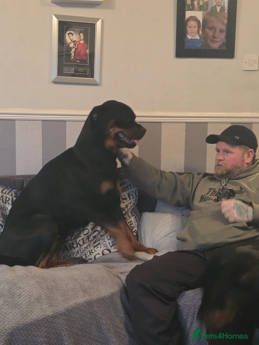 Rottweiler dogs for sale: Stunning ruby  - Advert 3