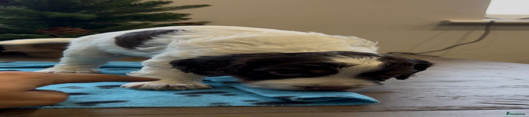 Cocker Spaniel Puppy 5