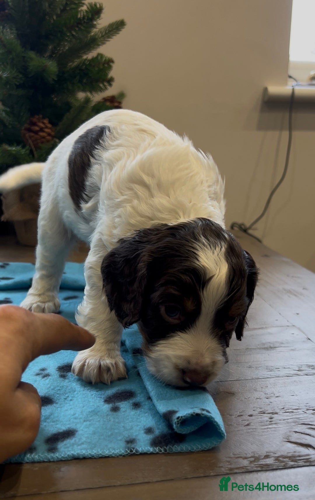Cocker Spaniel dogs for sale: ✨Beautiful Cocker Spaniel Puppies✨ - Advert 39
