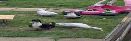 Ducks poultry for sale: Magpie ducklings  - Advert 4