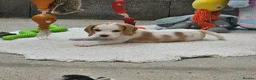 Beagle dogs for sale: Stunning KC Registered Beagle Pups- Ready 24.08.26 in Thirsk - Advert 7