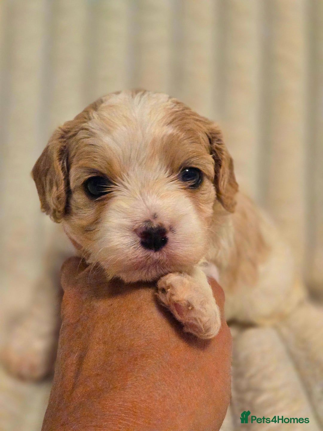 Cavapoo dogs for sale: Adorable Cavapoo Pups fully health tested parents - Image 30