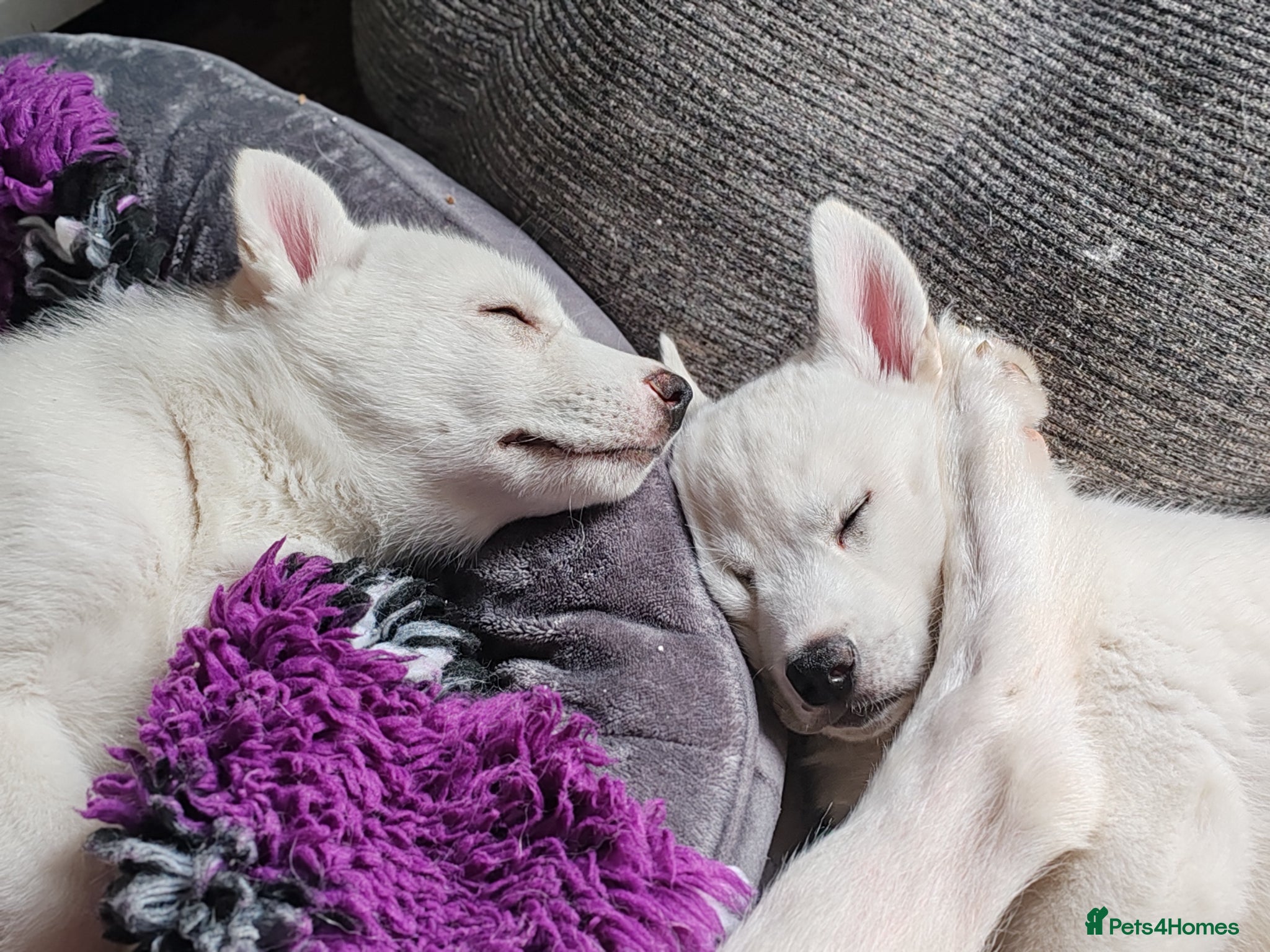 Siberian Husky dogs Stunning Siberian Huskies puppies  - Advert 1