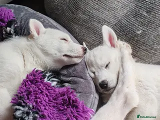 Siberian Husky dogs Stunning Siberian Huskies puppies - Advert 1