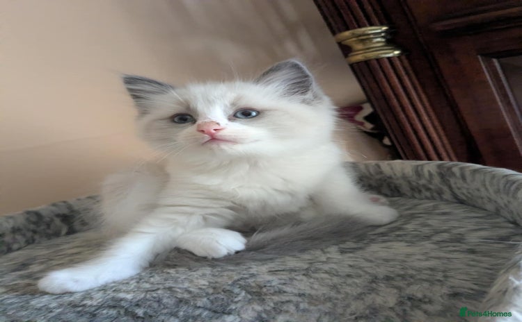 Ragdoll cats - Advert 13