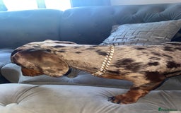 Dachshund dogs for stud: Dapple Dachshund for stud - Image 2