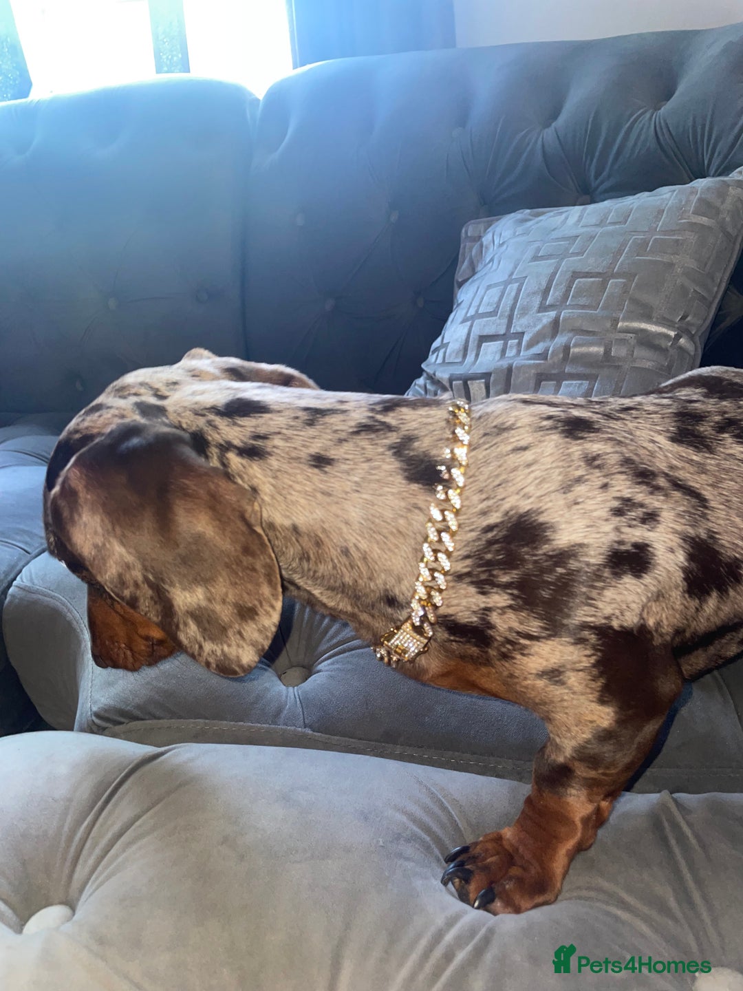 Dachshund dogs for stud: Dapple Dachshund for stud - Image 2