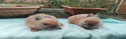 Netherland Dwarf rabbits for sale: Baby Netherland Dwarf Males - Advert 8