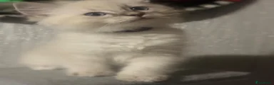 Ragdoll 1 (purple collar)