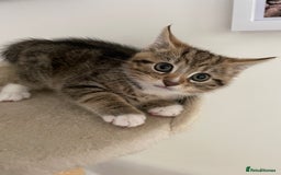 Mixed Breed cats for sale: Beautiful Tabby Baby Boy - Image 6