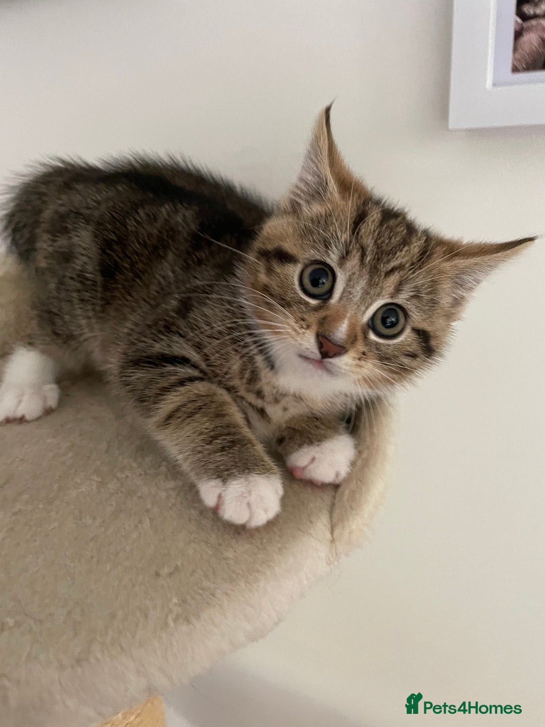 Mixed Breed cats for sale: Beautiful Tabby Baby Boy - Image 6