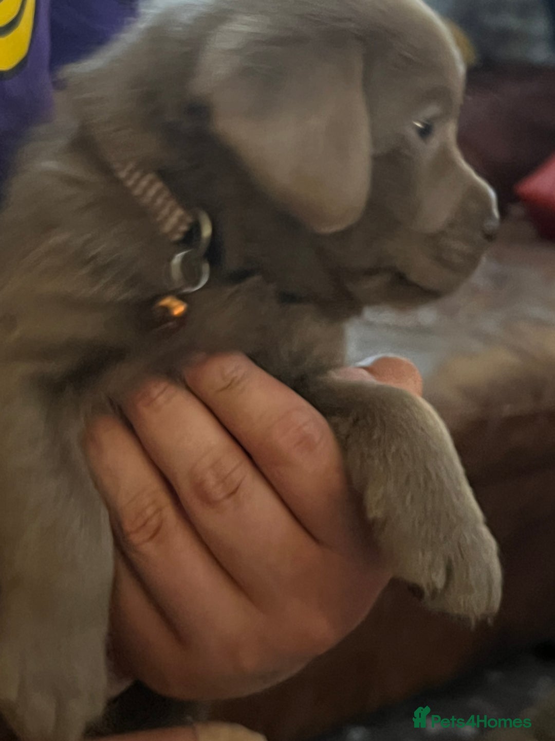 Labrador Retriever dogs for sale: Kc dna clear silver Labrador pups  - Advert 29