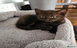 British Shorthair cats for sale: Chocolate British shorthairs - Image 9