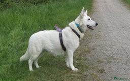 German Shepherd dogs for stud: Proven White Shepherd Dog ~ Frozen Semen Available - Image 9