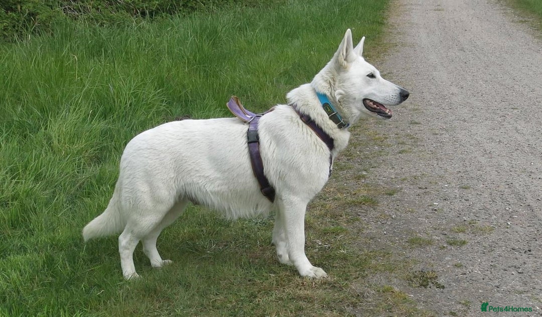 German Shepherd dogs for stud: Proven White Shepherd Dog ~ Frozen Semen Available - Image 9